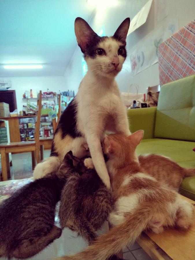 セブ市 Cat Japanese Only At Uh Huh Houseホステル エクステリア 写真